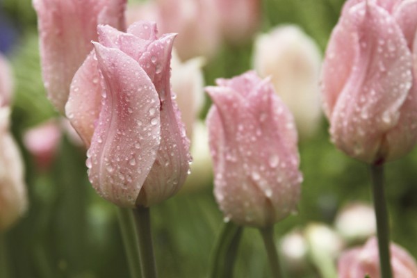 輸入壁紙 カスタム壁紙 PHOTOWALL / Tulips After Rain (e23403)