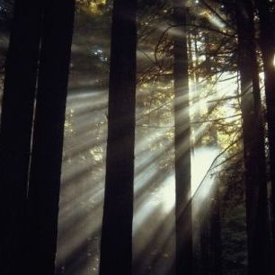 輸入壁紙 カスタム壁紙 PHOTOWALL / Sunlight Through the Redwoods (e23405)