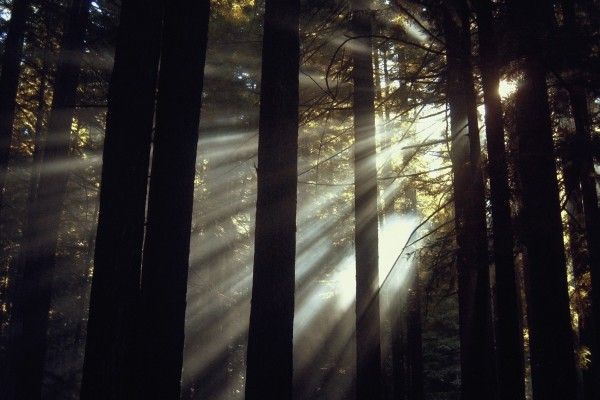 輸入壁紙 カスタム壁紙 PHOTOWALL / Sunlight Through the Redwoods (e23405)