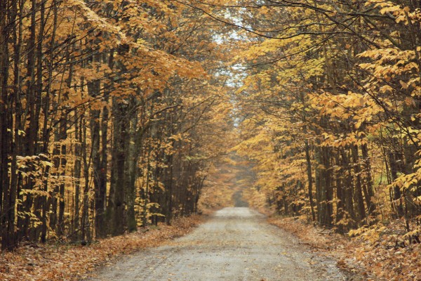 輸入壁紙 カスタム壁紙 PHOTOWALL / Autumn Country Road (e23409)