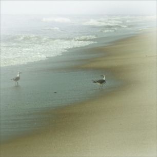 輸入壁紙 カスタム壁紙 PHOTOWALL / Seabirds (e23460)