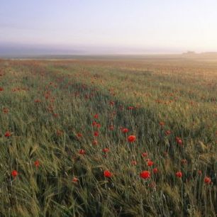 輸入壁紙 カスタム壁紙 PHOTOWALL / Dreamy Fields of Poppies (e23508)