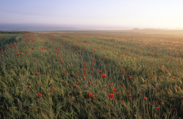 輸入壁紙 カスタム壁紙 PHOTOWALL / Dreamy Fields of Poppies (e23508)