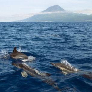 輸入壁紙 カスタム壁紙 PHOTOWALL / Dolphins in the Azores (e23522)