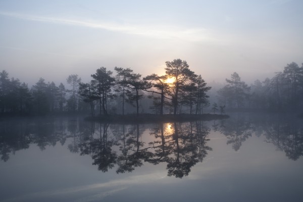 輸入壁紙 カスタム壁紙 PHOTOWALL / Enchanting Mist (e23523)