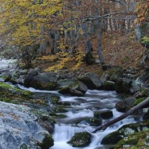 輸入壁紙 カスタム壁紙 PHOTOWALL / Woodland Autumn Water (e23524)