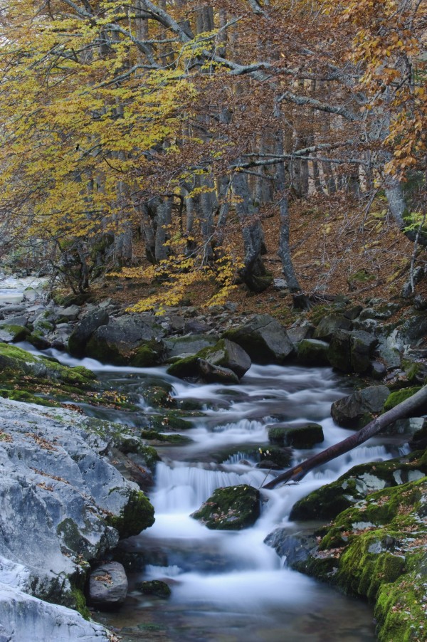 輸入壁紙 カスタム壁紙 PHOTOWALL / Woodland Autumn Water (e23524)