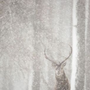 輸入壁紙 カスタム壁紙 PHOTOWALL / Red Deer in Heavy Snowfall (e23616)