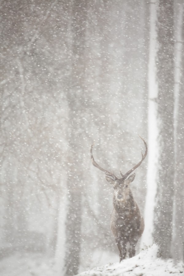 輸入壁紙 カスタム壁紙 PHOTOWALL / Red Deer in Heavy Snowfall (e23616)