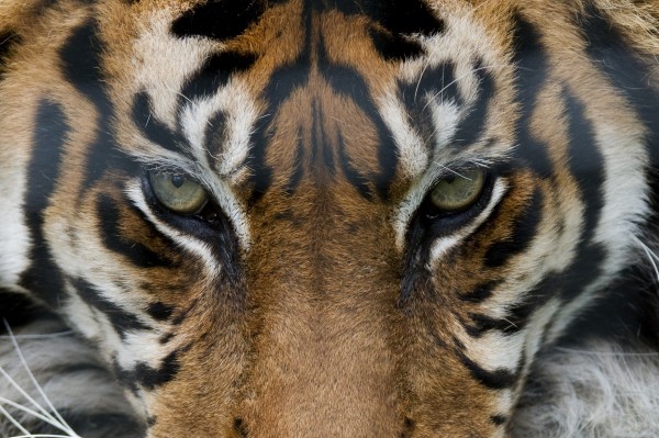 輸入壁紙 カスタム壁紙 PHOTOWALL / Eye of the Tiger (e23635)