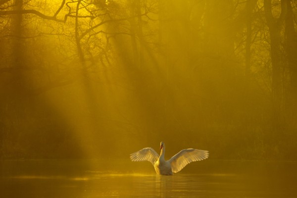 輸入壁紙 カスタム壁紙 PHOTOWALL / Golden Swan Lake (e23639)