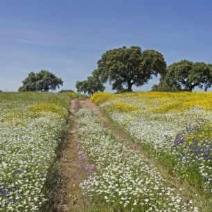輸入壁紙 カスタム壁紙 PHOTOWALL / Cork Oaks and Flowering Meadow (e23648)