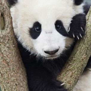 輸入壁紙 カスタム壁紙 PHOTOWALL / Giant Panda Cub (e23665)