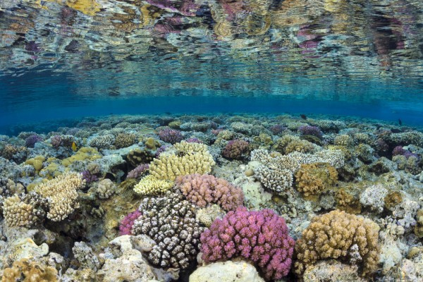輸入壁紙 カスタム壁紙 PHOTOWALL / Shallow Reef (e23673)