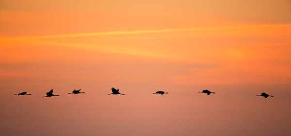 輸入壁紙 カスタム壁紙 PHOTOWALL / Cranes in Sunrise (e23687)