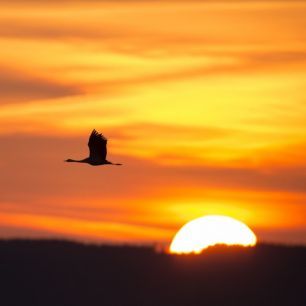 輸入壁紙 カスタム壁紙 PHOTOWALL / Crane and a Beautiful Sunrise (e23688)