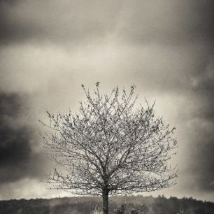 輸入壁紙 カスタム壁紙 PHOTOWALL / Tree in Halland - Sweden (e23695)