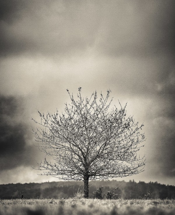 輸入壁紙 カスタム壁紙 PHOTOWALL / Tree in Halland - Sweden (e23695)