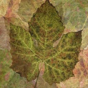 輸入壁紙 カスタム壁紙 PHOTOWALL / Fallen Grape Leaf Pattern (e23722)