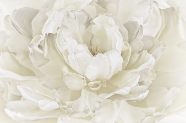 輸入壁紙 カスタム壁紙 PHOTOWALL / Ivory White Double Tulip (e23729)