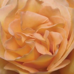 輸入壁紙 カスタム壁紙 PHOTOWALL / Orange Rose (e23736)