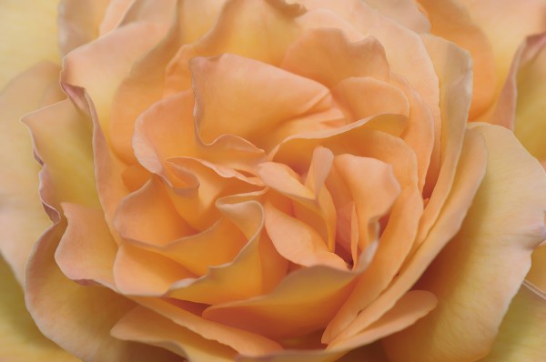 輸入壁紙 カスタム壁紙 PHOTOWALL / Orange Rose (e23736)