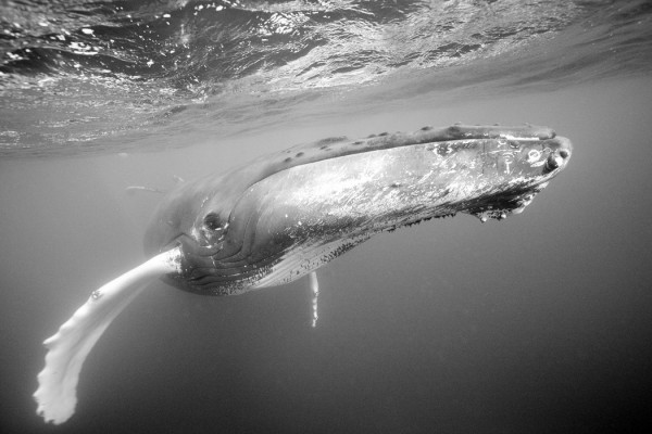 輸入壁紙 カスタム壁紙 PHOTOWALL / Humpback Whale (e23799)