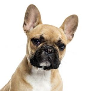 輸入壁紙 カスタム壁紙 PHOTOWALL / Portrait of a French Bulldog (e23874)