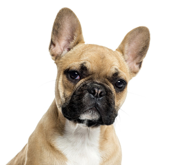 輸入壁紙 カスタム壁紙 PHOTOWALL / Portrait of a French Bulldog (e23874)