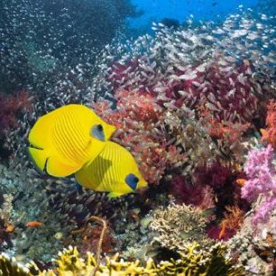 輸入壁紙 カスタム壁紙 PHOTOWALL / Coral Reef Scenery (e23893)