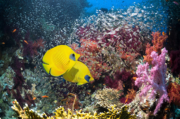 輸入壁紙 カスタム壁紙 PHOTOWALL / Coral Reef Scenery (e23893)