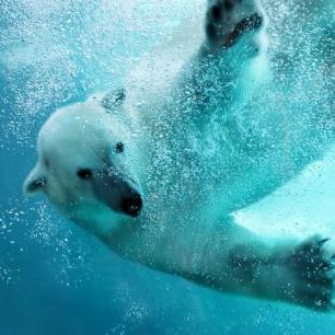 輸入壁紙 カスタム壁紙 PHOTOWALL / Underwater Polar Bear (e40064)