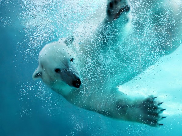 輸入壁紙 カスタム壁紙 PHOTOWALL / Underwater Polar Bear (e40064)