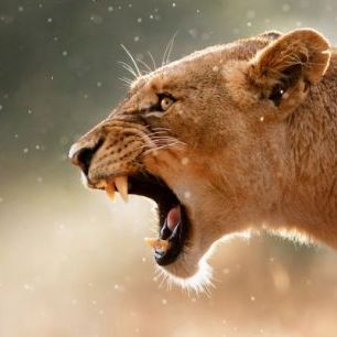輸入壁紙 カスタム壁紙 PHOTOWALL / The Lions Roar (e40072)