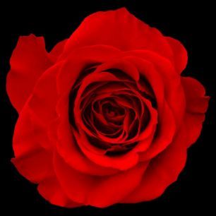 輸入壁紙 カスタム壁紙 PHOTOWALL / Red Rose Isolated (e40095)