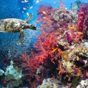 輸入壁紙 カスタム壁紙 PHOTOWALL / Turtle and Corals (e23927)