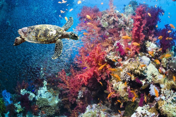 輸入壁紙 カスタム壁紙 PHOTOWALL / Turtle and Corals (e23927)