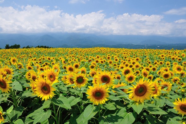 輸入壁紙 カスタム壁紙 PHOTOWALL / Sunflowers in Sunny Weather (e23934)