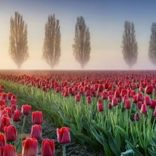 輸入壁紙 カスタム壁紙 PHOTOWALL / Misty Morning in Tulip Field (e23936)
