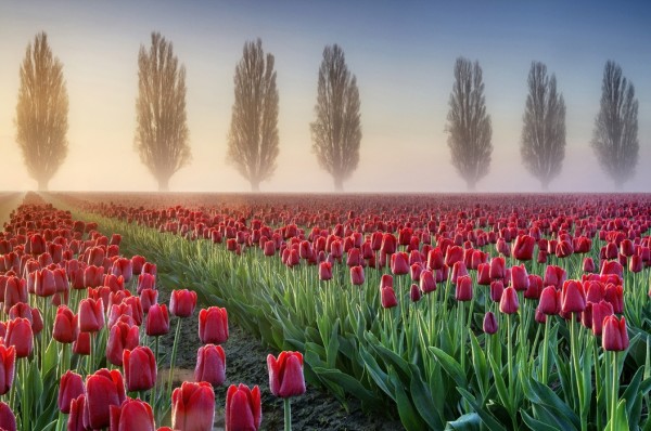 輸入壁紙 カスタム壁紙 PHOTOWALL / Misty Morning in Tulip Field (e23936)