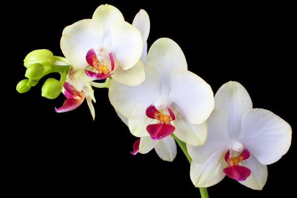 輸入壁紙 カスタム壁紙 PHOTOWALL / White Orchids on Black Background (e24047)