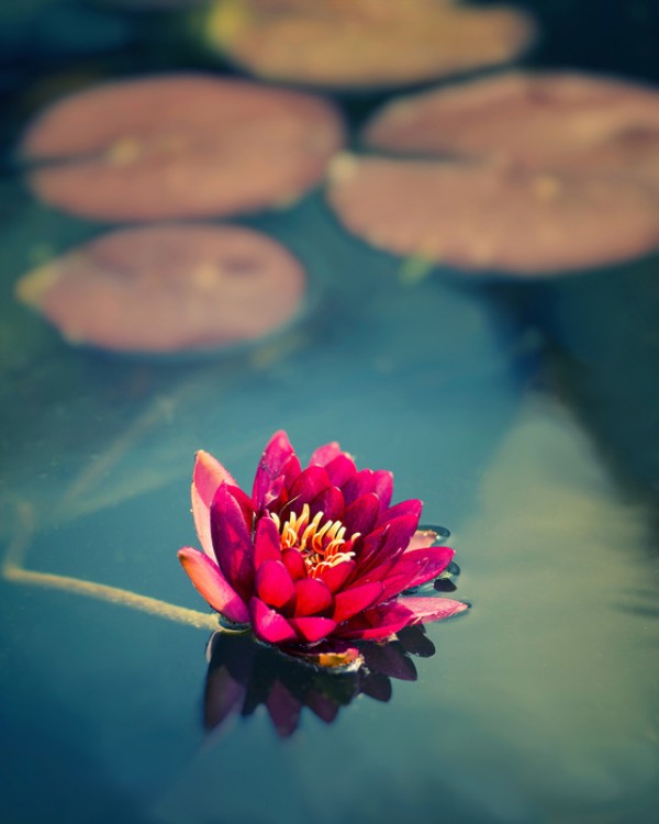 輸入壁紙 カスタム壁紙 PHOTOWALL / Lotus in Lake (e24048)