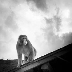 輸入壁紙 カスタム壁紙 PHOTOWALL / Macaque on Roof (e24068)