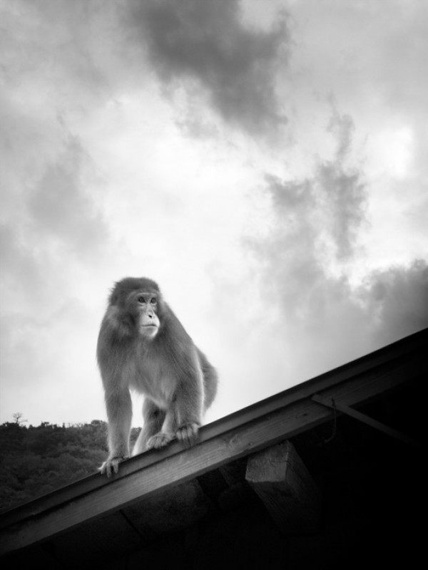 輸入壁紙 カスタム壁紙 PHOTOWALL / Macaque on Roof (e24068)