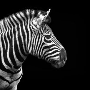 輸入壁紙 カスタム壁紙 PHOTOWALL / Zebra (e24069)