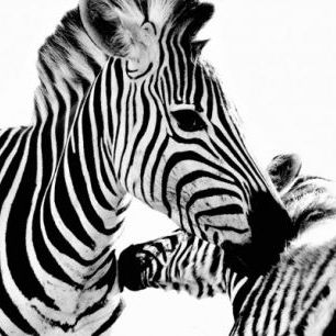 輸入壁紙 カスタム壁紙 PHOTOWALL / Cuddling Zebras (e24071)