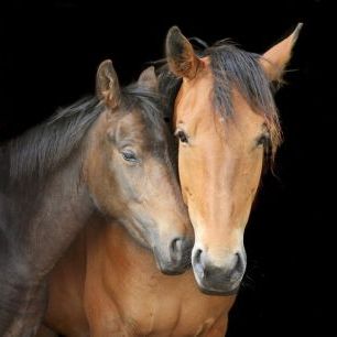 輸入壁紙 カスタム壁紙 PHOTOWALL / Horse and Foal (e24073)