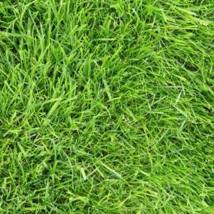 輸入壁紙 カスタム壁紙 PHOTOWALL / Fresh Green Grass (e24101)