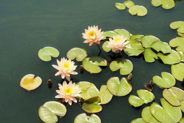 輸入壁紙 カスタム壁紙 PHOTOWALL / Pond with Pale Pink Water Lilys (e24105)