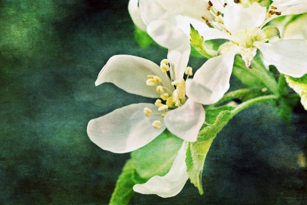 輸入壁紙 カスタム壁紙 PHOTOWALL / Apple Blossom (e24121)